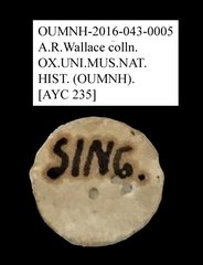 Tenebrionidae sp. "AYC 235" • All Rights Reserved Museum Label