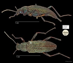 Tenebrionidae sp. "AYC 236" • © Ang Yuchen • All Rights Reserved