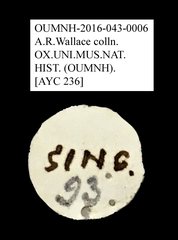 Tenebrionidae sp. "AYC 236" • All Rights Reserved Museum Label