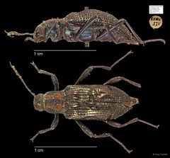 Tenebrionidae sp. "AYC 237" • © Ang Yuchen • All Rights Reserved