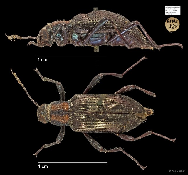 Tenebrionidae sp. "AYC 237" • © Ang Yuchen • All Rights Reserved