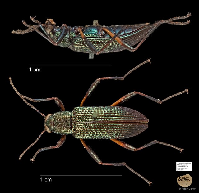 Tenebrionidae sp. "AYC 238" • © Ang Yuchen • All Rights Reserved