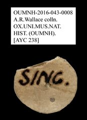 Tenebrionidae sp. "AYC 238" • All Rights Reserved Museum Label