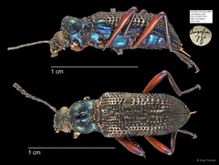 Tenebrionidae sp. "AYC 239" • © Ang Yuchen • All Rights Reserved