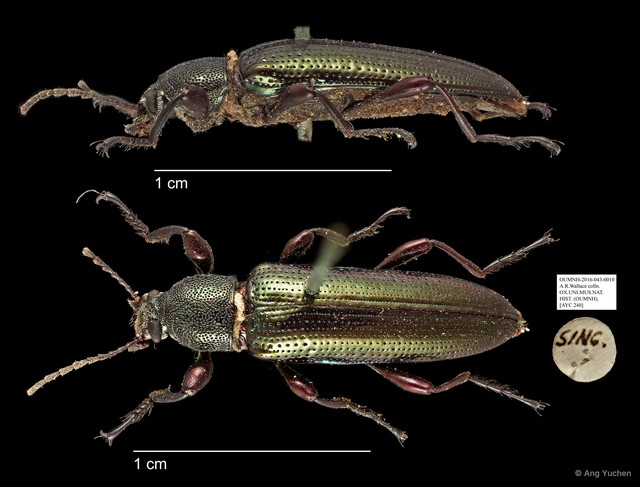 Tenebrionidae sp. "AYC 240" • © Ang Yuchen • All Rights Reserved