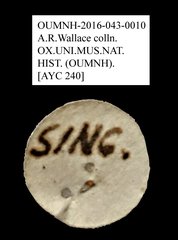 Tenebrionidae sp. "AYC 240" • All Rights Reserved Museum Label