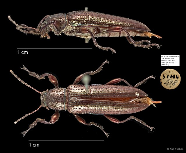 Tenebrionidae sp. "AYC 241" • © Ang Yuchen • All Rights Reserved