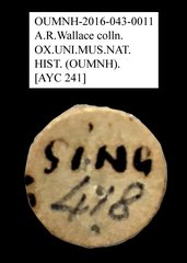 Tenebrionidae sp. "AYC 241" • All Rights Reserved Museum Label