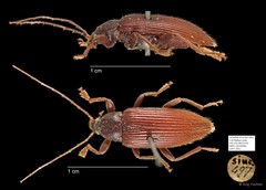 Tenebrionidae sp. "AYC 242" • © Ang Yuchen • All Rights Reserved