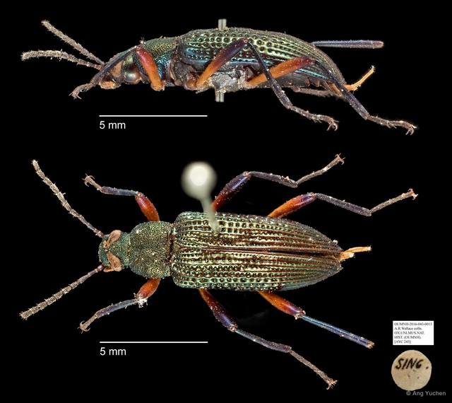 Tenebrionidae sp. "AYC 243" • © Ang Yuchen • All Rights Reserved