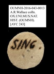 Tenebrionidae sp. "AYC 243" • All Rights Reserved Museum Label