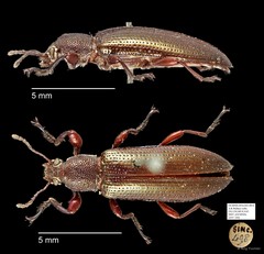 Tenebrionidae sp. "AYC 244" • © Ang Yuchen • All Rights Reserved