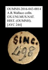Tenebrionidae sp. "AYC 244" • All Rights Reserved Museum Label