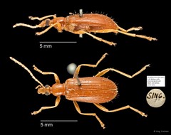Tenebrionidae sp. "AYC 245" • © Ang Yuchen • All Rights Reserved