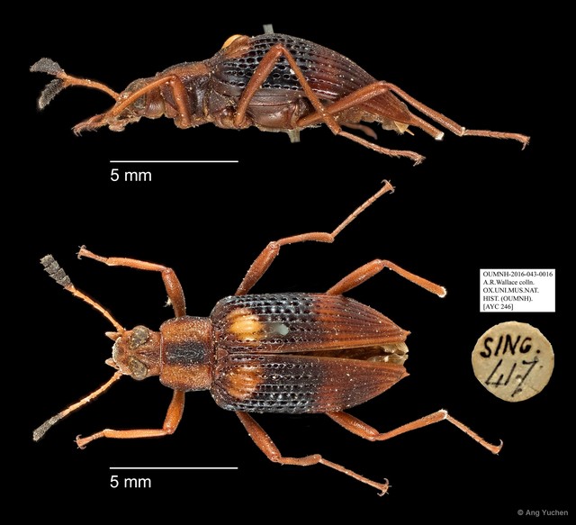 Tenebrionidae sp. "AYC 246" • © Ang Yuchen • All Rights Reserved