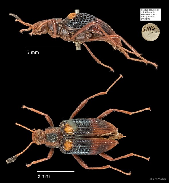 Tenebrionidae sp. "AYC 247" • © Ang Yuchen • All Rights Reserved