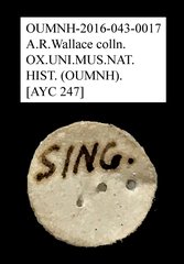 Tenebrionidae sp. "AYC 247" • All Rights Reserved Museum Label