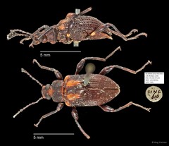 Tenebrionidae sp. "AYC 248" • © Ang Yuchen • All Rights Reserved