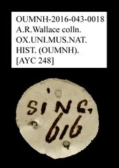 Tenebrionidae sp. "AYC 248" • All Rights Reserved Museum Label