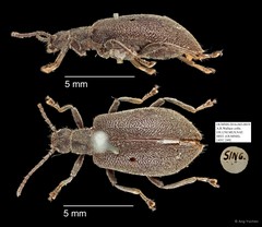 Tenebrionidae sp. "AYC 249" • © Ang Yuchen • All Rights Reserved