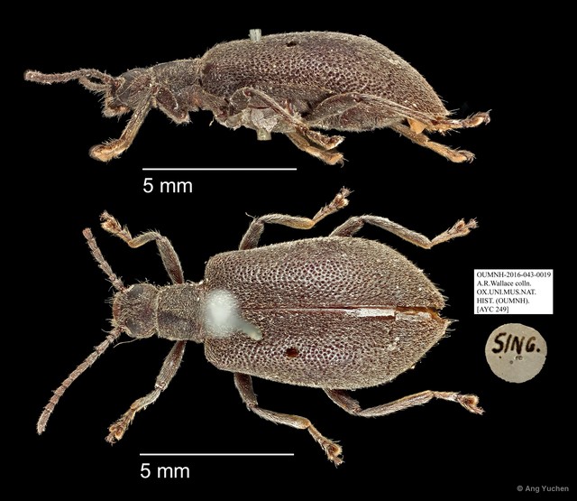 Tenebrionidae sp. "AYC 249" • © Ang Yuchen • All Rights Reserved