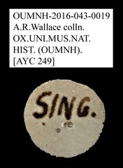 Tenebrionidae sp. "AYC 249" • All Rights Reserved Museum Label