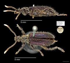 Tenebrionidae sp. "AYC 250" • © Ang Yuchen • All Rights Reserved