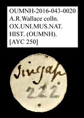 Tenebrionidae sp. "AYC 250" • All Rights Reserved Museum Label