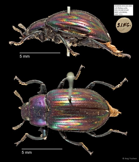 Tenebrionidae sp. "AYC 251" • © Ang Yuchen • All Rights Reserved