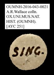 Tenebrionidae sp. "AYC 251" • All Rights Reserved Museum Label