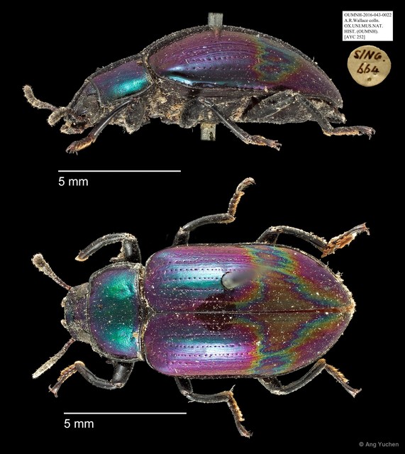 Tenebrionidae sp. "AYC 252" • © Ang Yuchen • All Rights Reserved