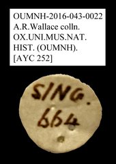 Tenebrionidae sp. "AYC 252" • All Rights Reserved Museum Label