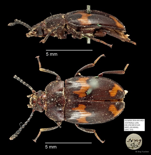 Tenebrionidae sp. "AYC 253" • © Ang Yuchen • All Rights Reserved