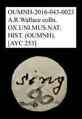 Tenebrionidae sp. "AYC 253" • All Rights Reserved Museum Label