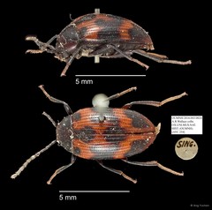 Tenebrionidae sp. "AYC 254" • © Ang Yuchen • All Rights Reserved
