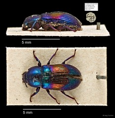 Tenebrionidae sp. "AYC 255" • © Ang Yuchen • All Rights Reserved