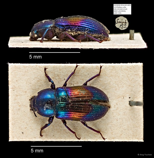 Tenebrionidae sp. "AYC 255" • © Ang Yuchen • All Rights Reserved