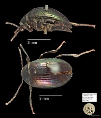 Tenebrionidae sp. "AYC 256" • © Ang Yuchen • All Rights Reserved
