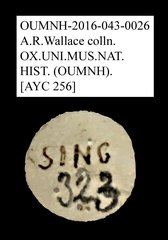 Tenebrionidae sp. "AYC 256" • All Rights Reserved Museum Label
