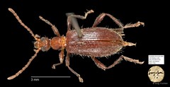 Tenebrionidae sp. "AYC 270"