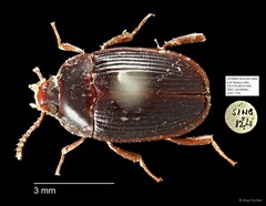 Tenebrionidae sp. "AYC 274" • © Ang Yuchen • All Rights Reserved