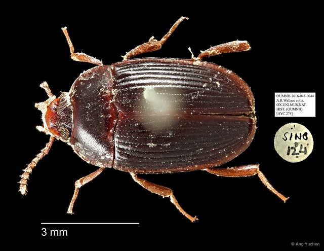 Tenebrionidae sp. "AYC 274" • © Ang Yuchen • All Rights Reserved