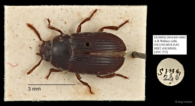Tenebrionidae sp. "AYC 275" • © Ang Yuchen • All Rights Reserved