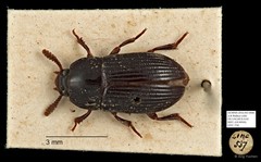 Tenebrionidae sp. "AYC 276"