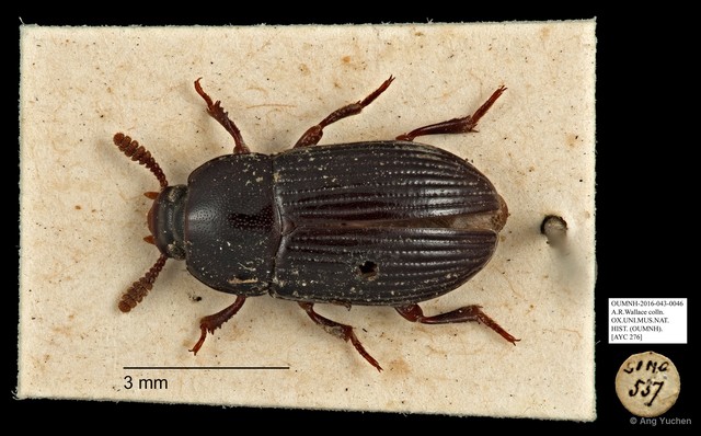 Tenebrionidae sp. "AYC 276" • © Ang Yuchen • All Rights Reserved