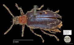 Tenebrionidae sp. "AYC 280" • © Ang Yuchen • All Rights Reserved