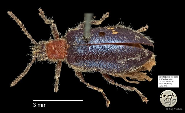 Tenebrionidae sp. "AYC 280" • © Ang Yuchen • All Rights Reserved