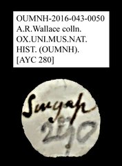 Tenebrionidae sp. "AYC 280" • All Rights Reserved Museum Label