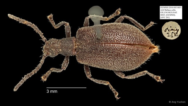 Tenebrionidae sp. "AYC 281" • © Ang Yuchen • All Rights Reserved