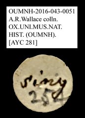 Tenebrionidae sp. "AYC 281" • All Rights Reserved Museum Label